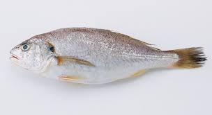 Croaker Fish